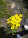 油菜花素材