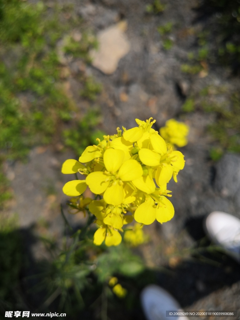 油菜花素材