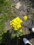 油菜花素材