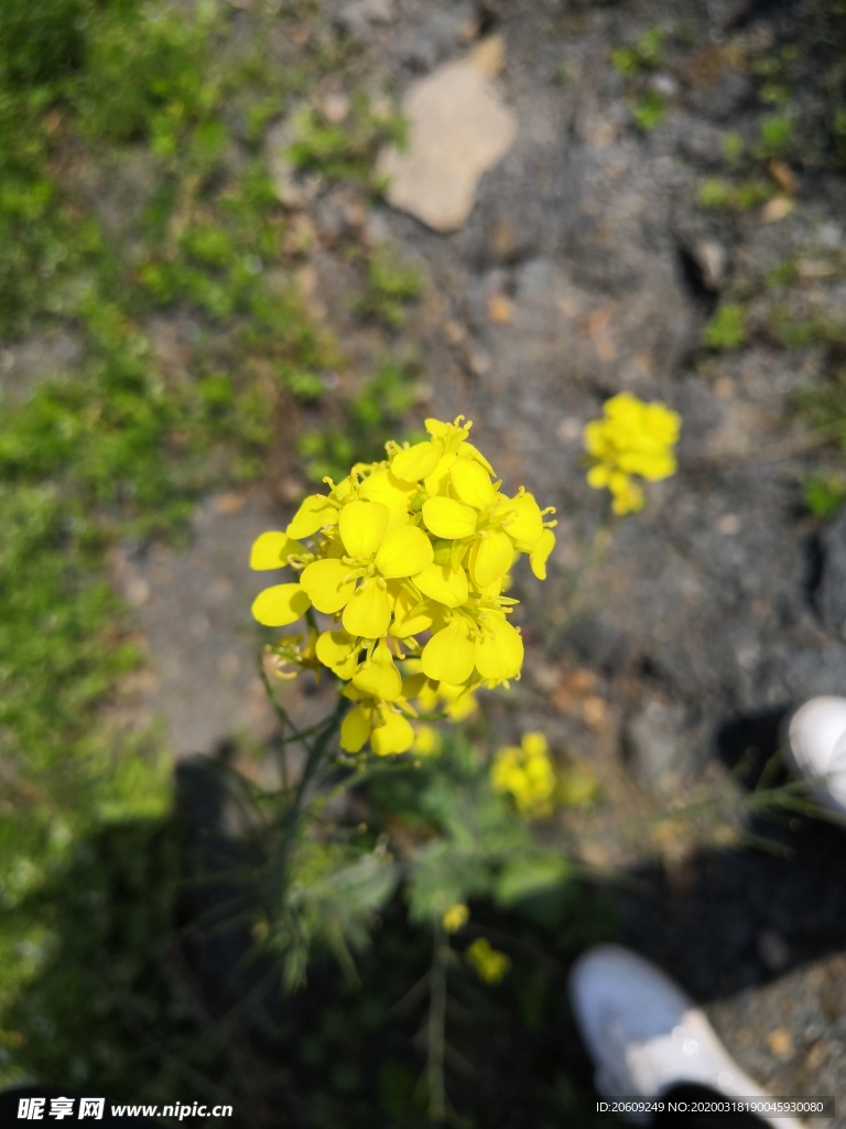 油菜花素材