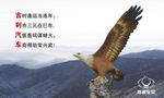鹰击长空
