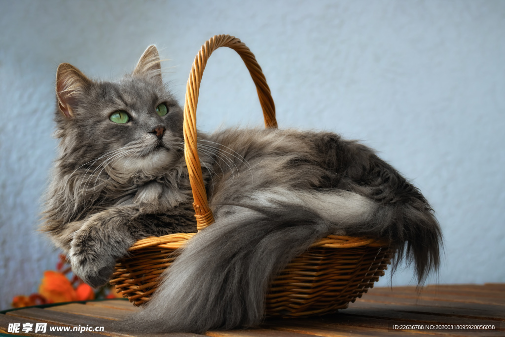 猫