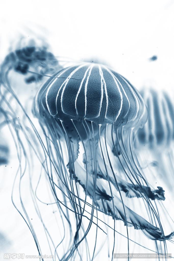高清水母图片