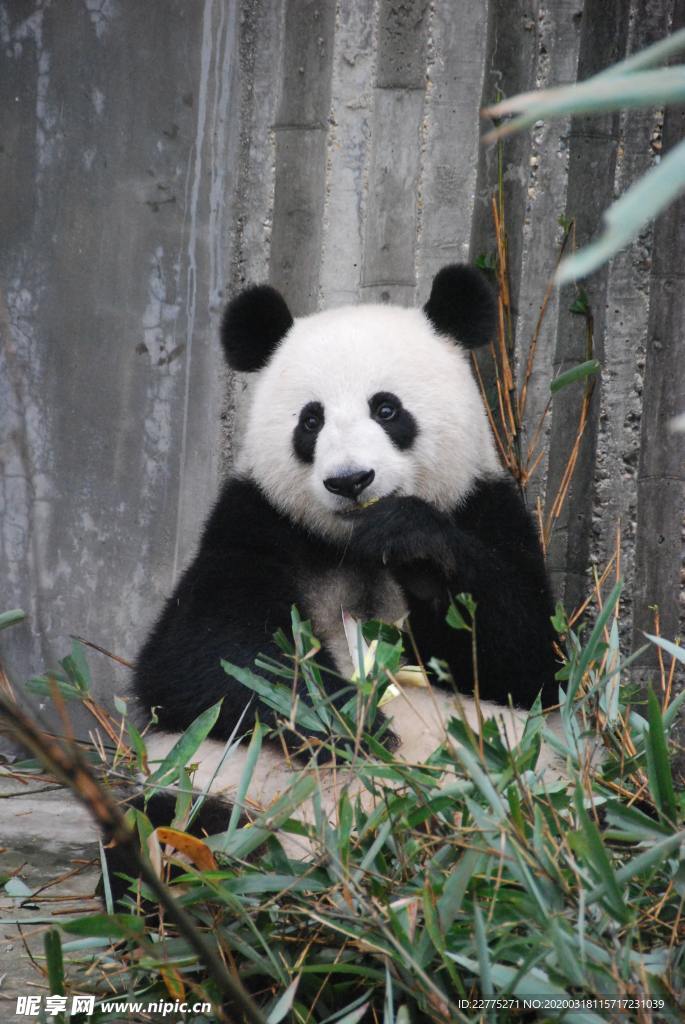 吃竹子的熊猫国宝