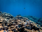 海底世界生物