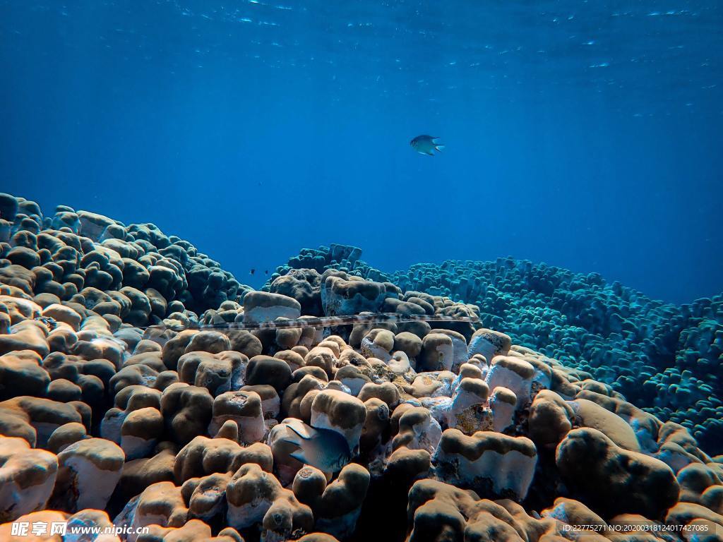 海底世界生物