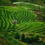 山上的梯田