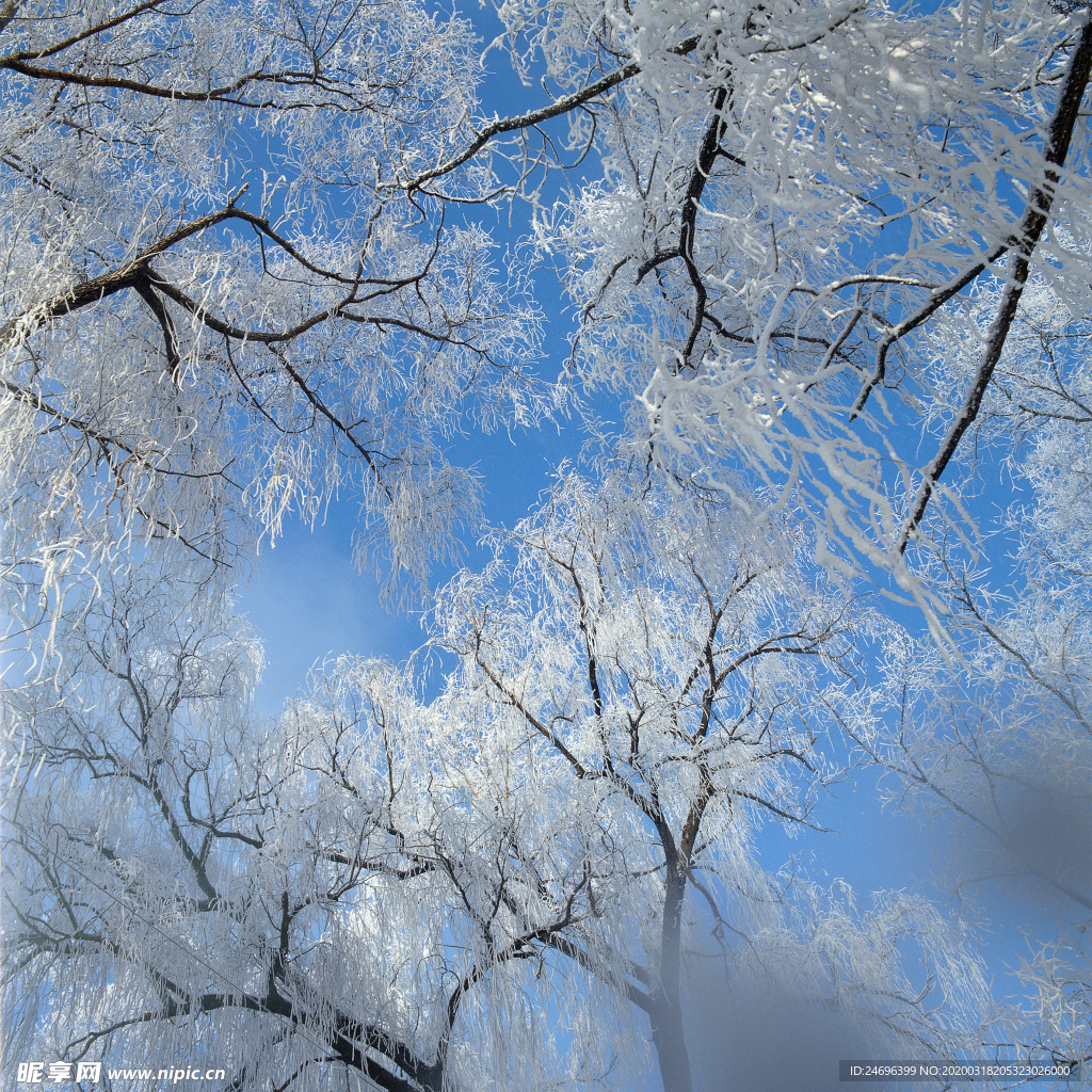 蓝天下的雪松