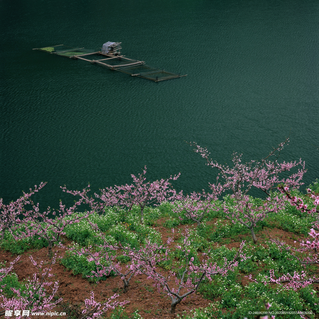 河边的桃花