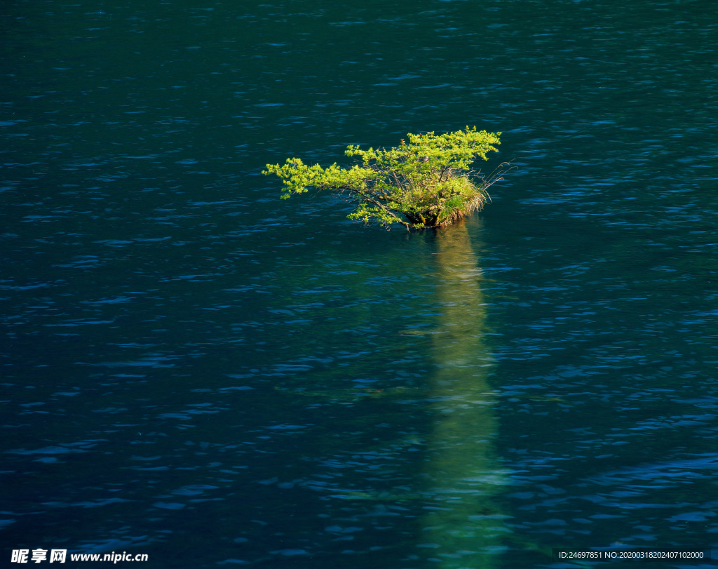 蓝水中的绿树