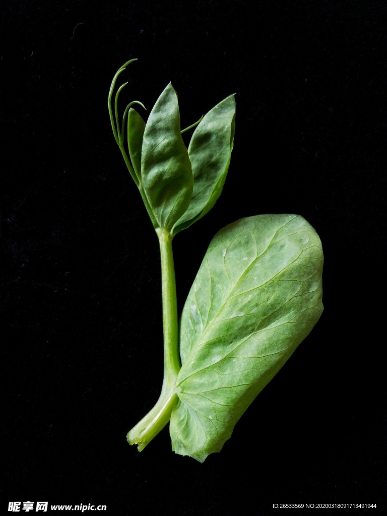 豌豆尖特写 绿色蔬菜 营养