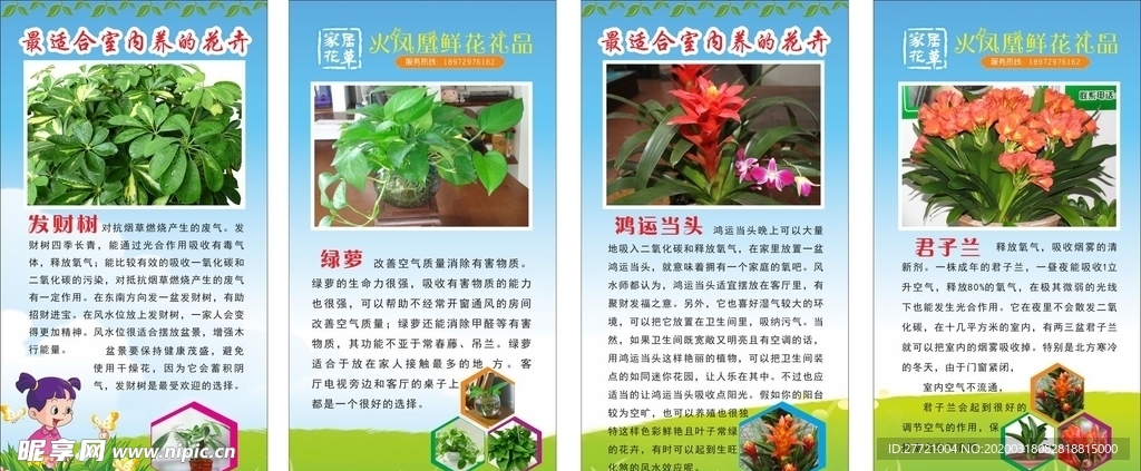 花店花草 介绍说明 发财树