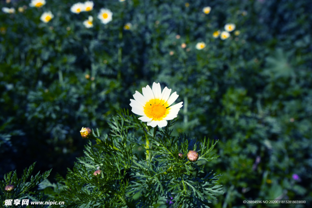 雏菊 白 黄色 绿色 花 春