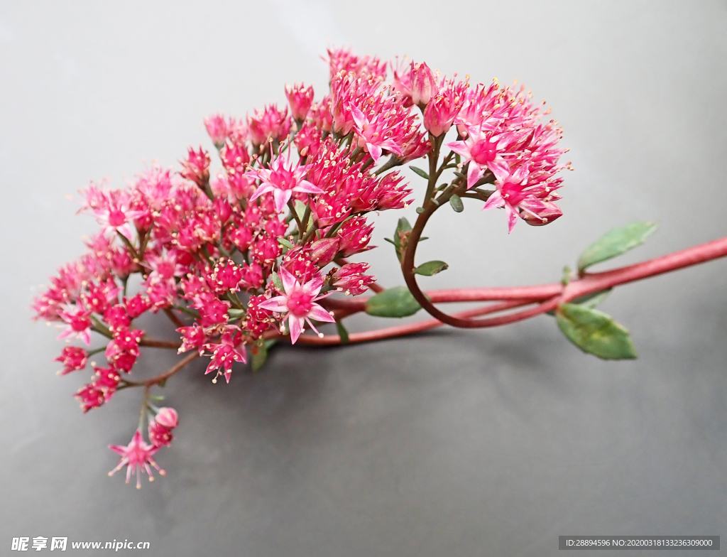 花 粉红色 景天 多汁 植物