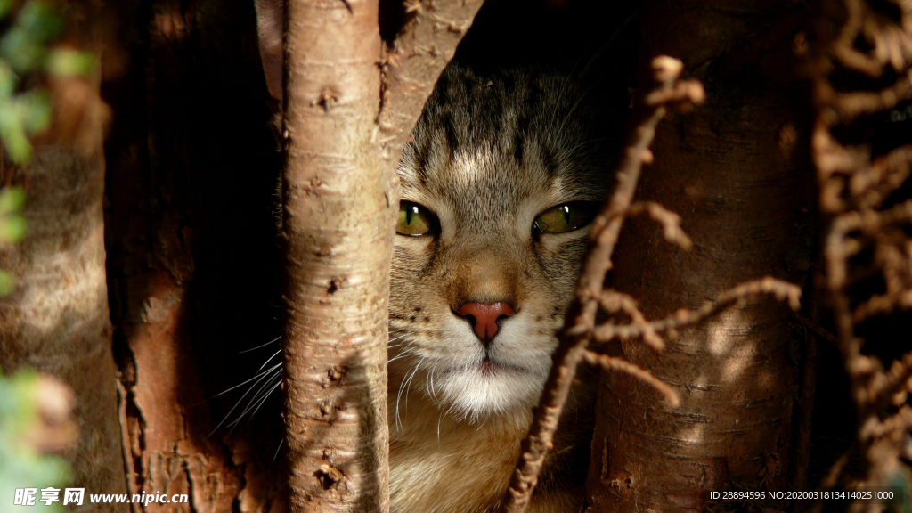 猫 动物世界 宠物 猫脸