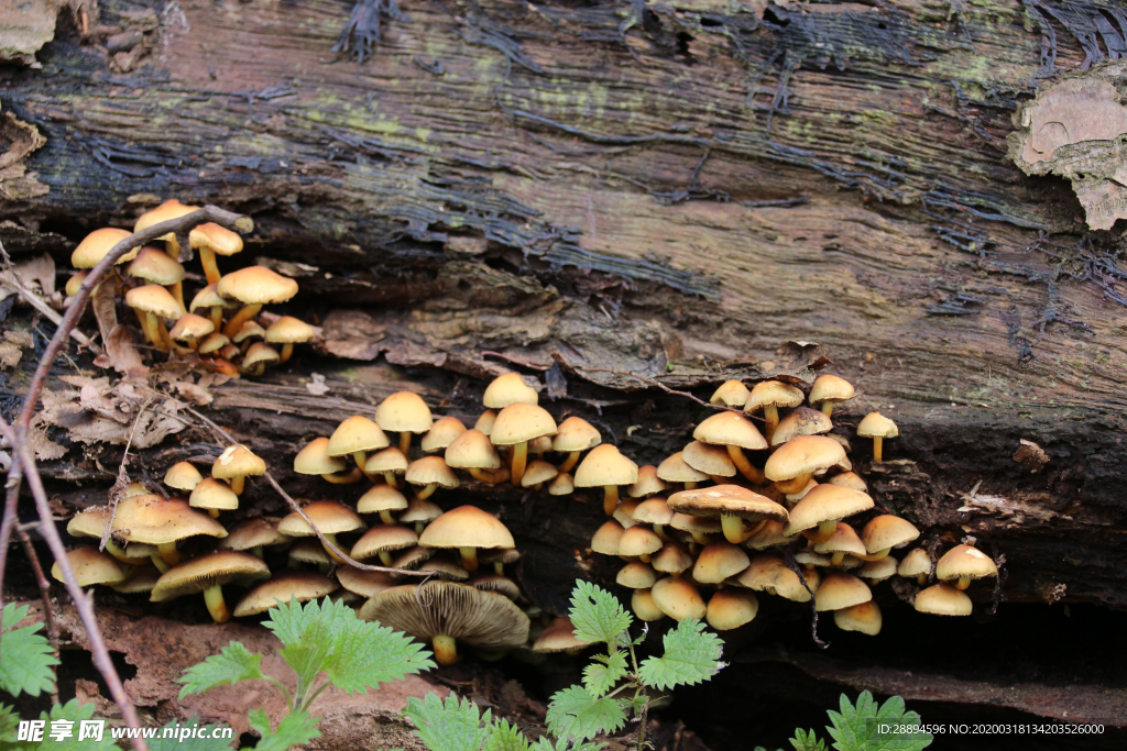 蘑菇 日志 森林 蘑菇收集