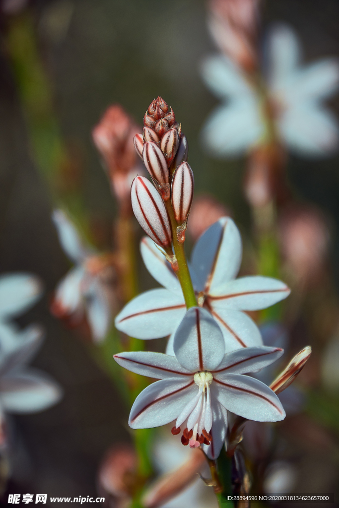 木材 鲜花 大自然 开花 梅花