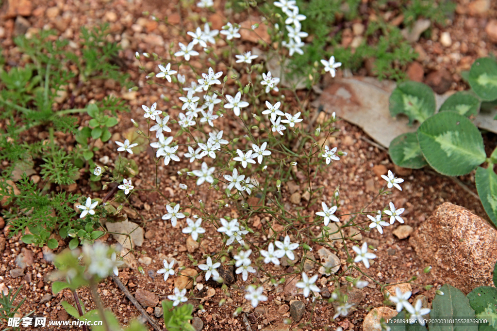 小小的花 花卉 植物 性质