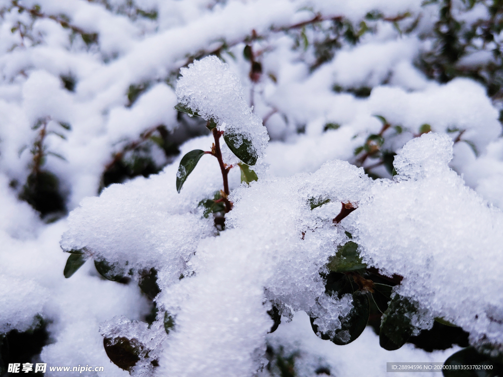 雪 叶子 冬天 - Pixabay上的免费照片 - Pixabay