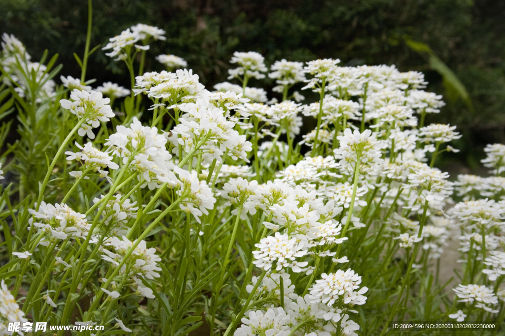 白 花 石 花园 植物 春 盛