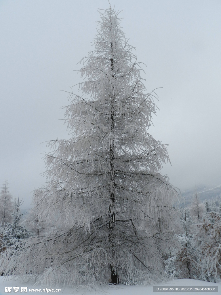 波兰 旅行 森林 山 树 自然