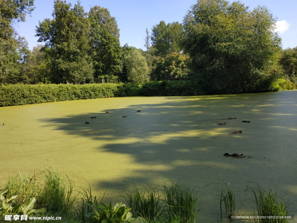 池塘 鸭 布卢姆 水 鸟 景观