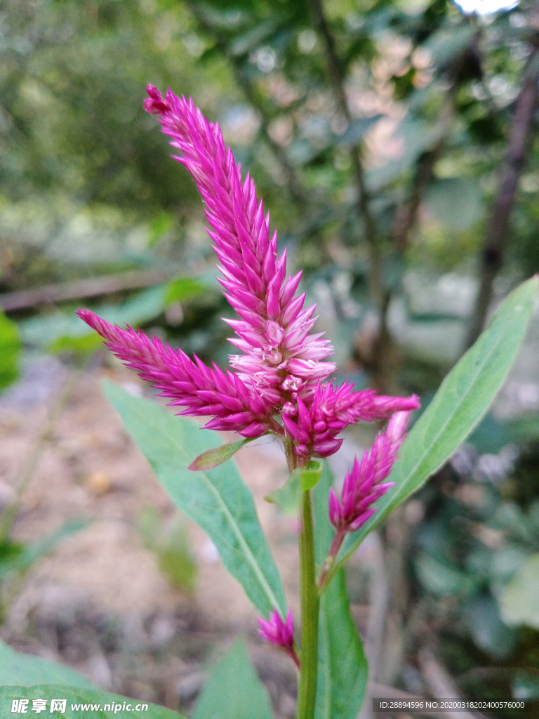 红色的花 花花 玫瑰 红色 浪