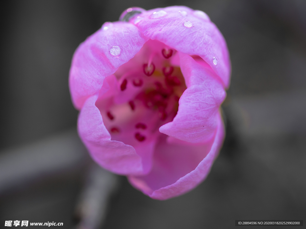 花  粉红色 春天  一滴水