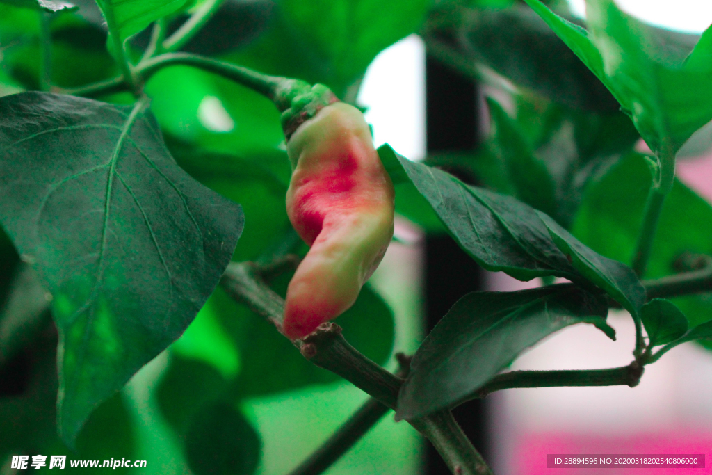 辣椒 植物 胡椒 食品 墨西哥