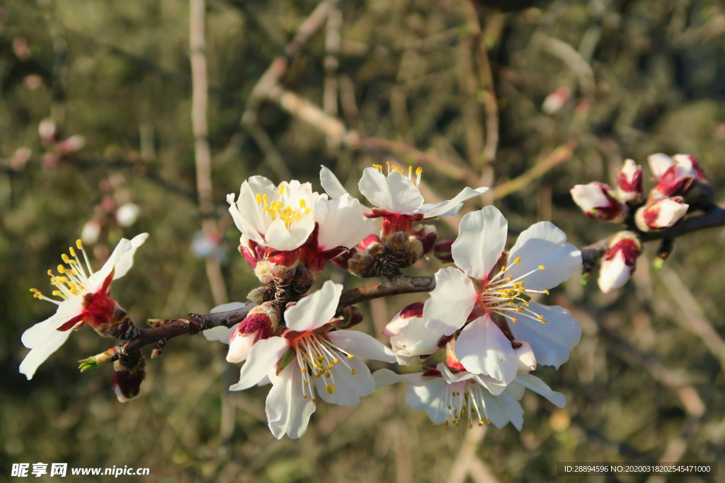 蕾 春 树 花卉 芽 桃花