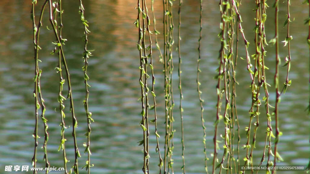 柳树 柳条 发芽 植物 春天