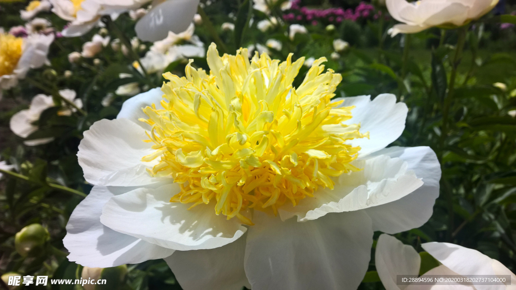 牡丹 天空 鲜花 花瓣 花园
