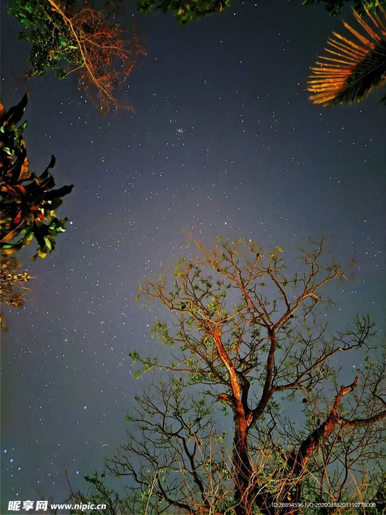 树 天空 自然 景观 日落 森