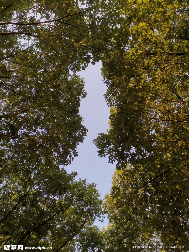 天空 树 风景