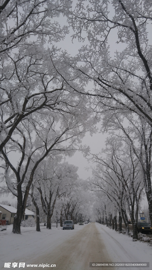 雪 加拿大 冬天 树 冰 景区