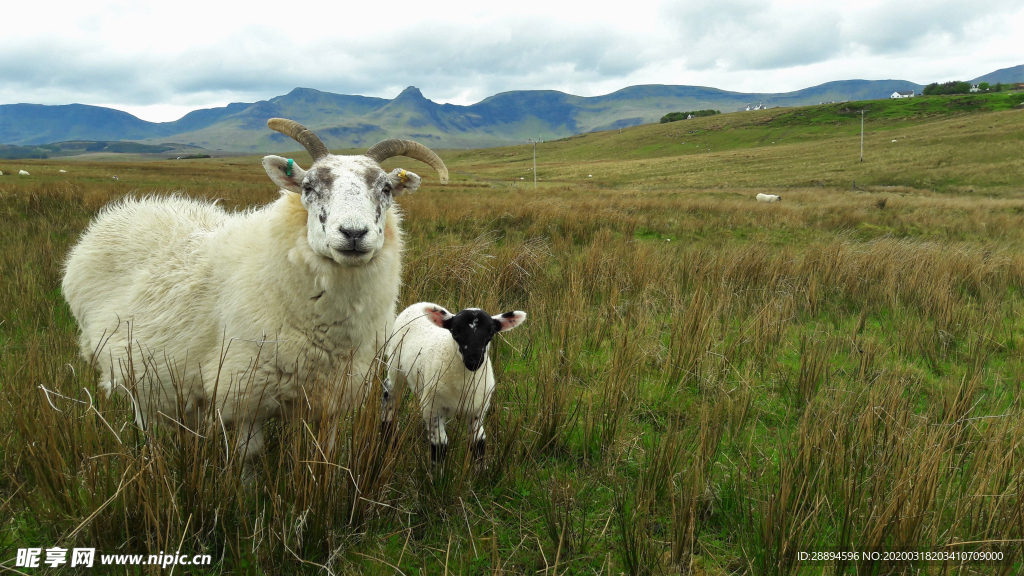 羊 苏格兰 高地和岛屿 景观