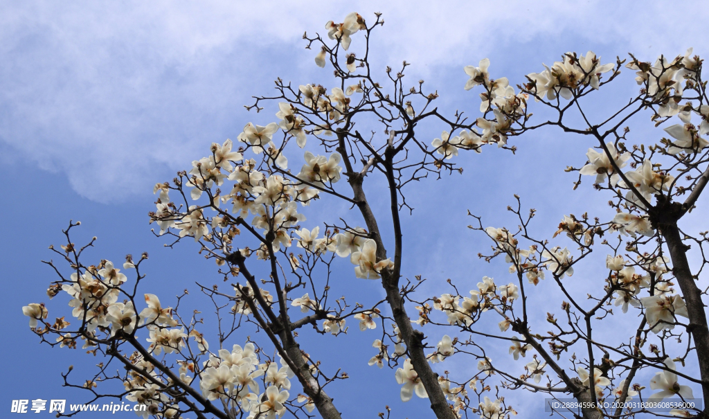 玉兰 春 盛开 开花 花 花园