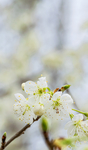 一树梨花