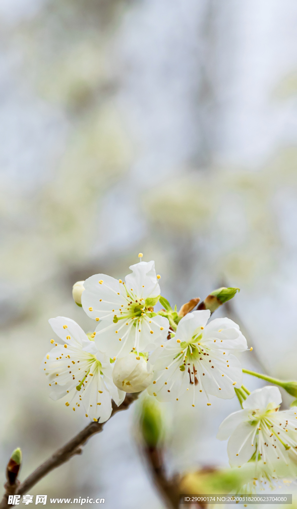 一树梨花