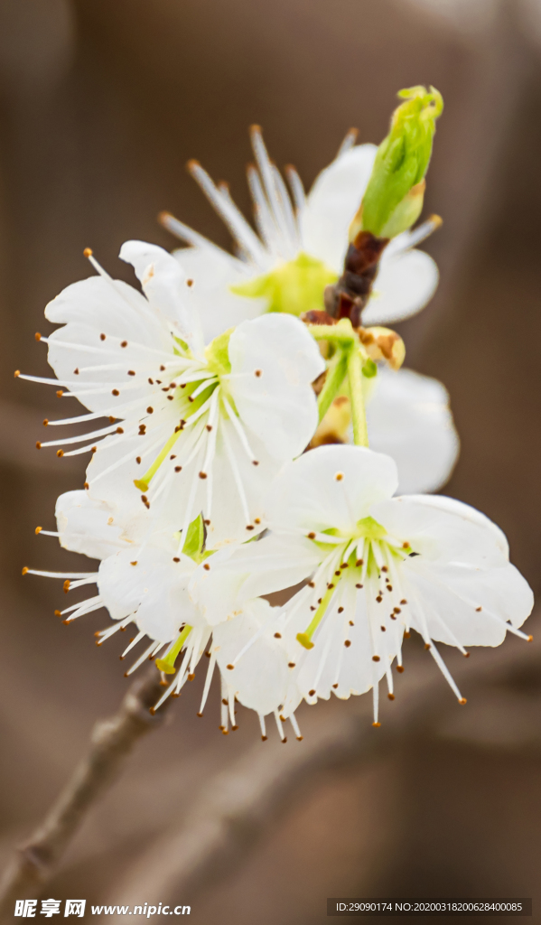 一树梨花