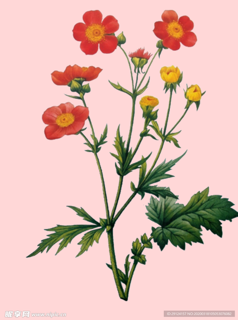 花卉 植
