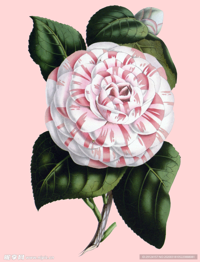 花卉 植