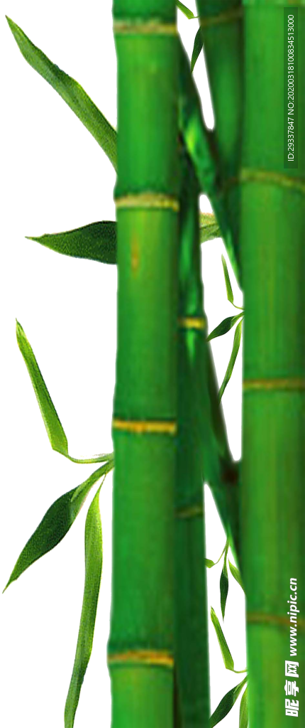 透明png竹子图片