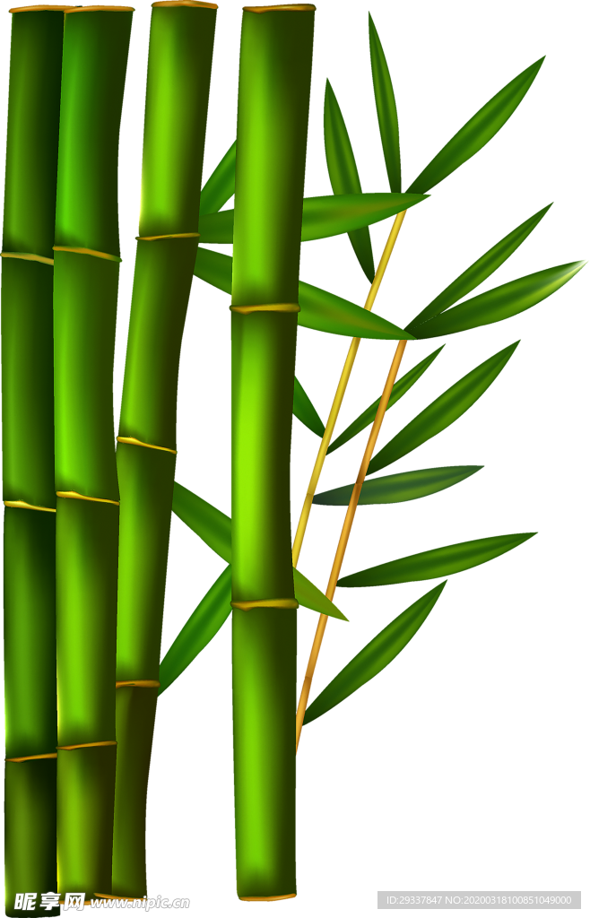 透明png竹子图片
