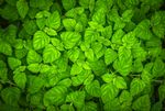植物叶子