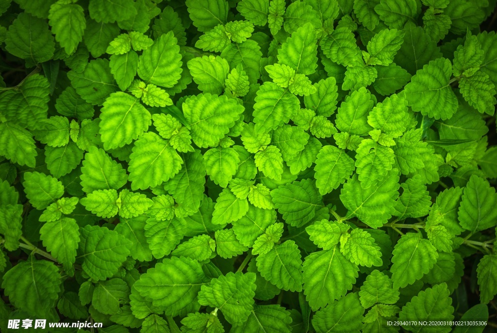 植物叶子