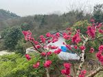 花背景 玫瑰花 粉色花 花朵