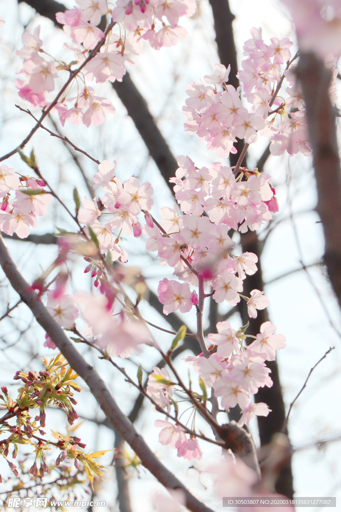 樱花