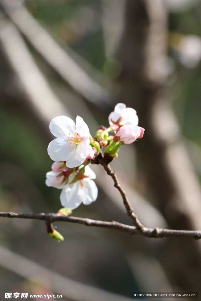 樱花
