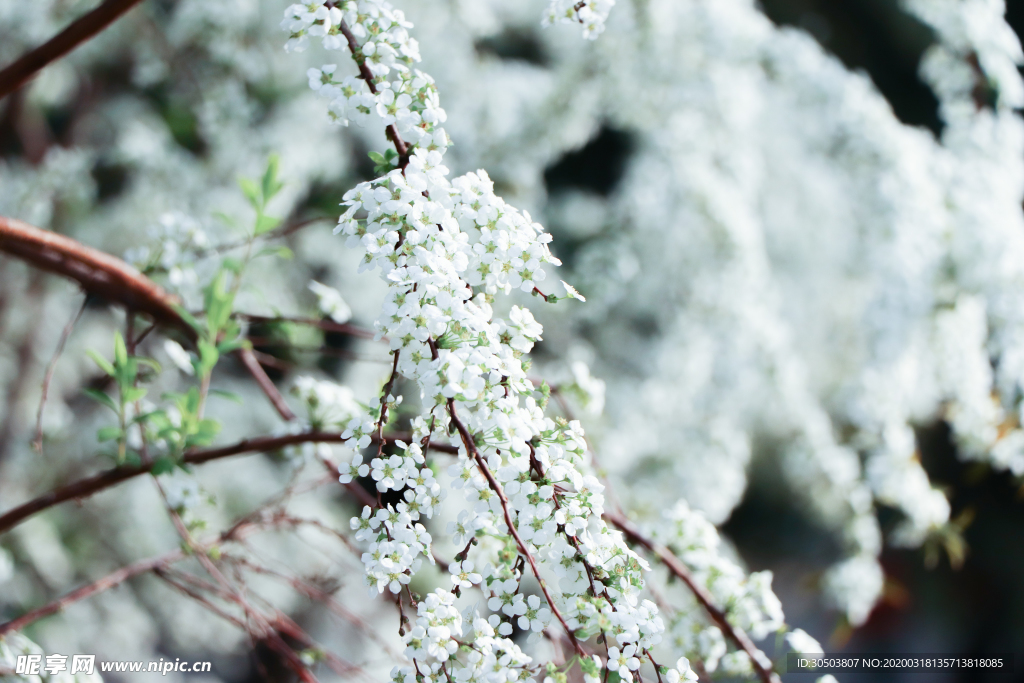 春天 喷雪花